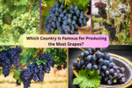 Which Country Is Famous for Producing the Most Grapes?