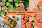 Which Country Is Famous for Producing the Most Guavas?