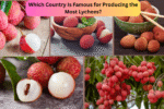 Which Country Is Famous for Producing the Most Lychees?