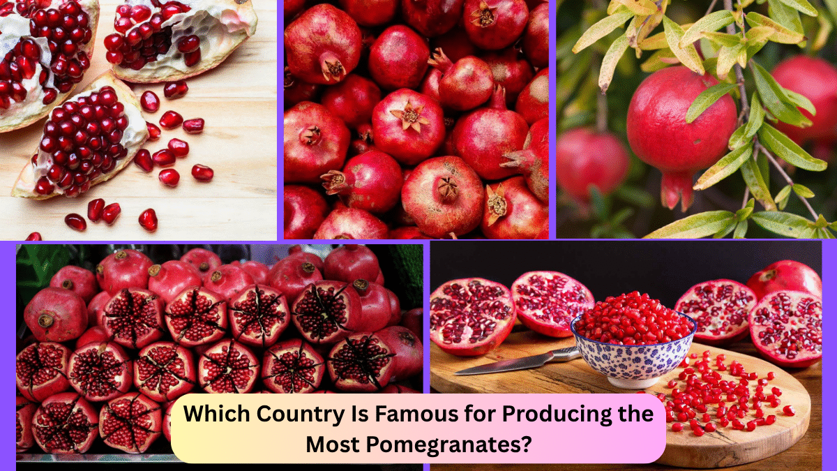 Which Country Is Famous for Producing the Most Pomegranates?