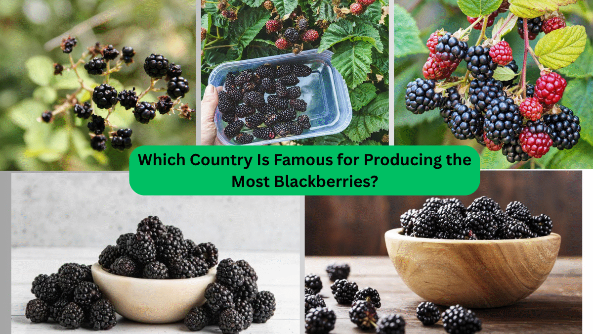 Which Country Is Famous for Producing the Most Blackberries?