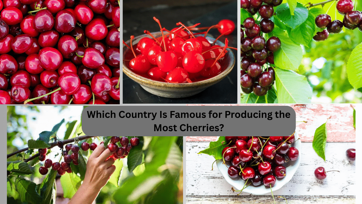 Which Country Is Famous for Producing the Most Cherries?