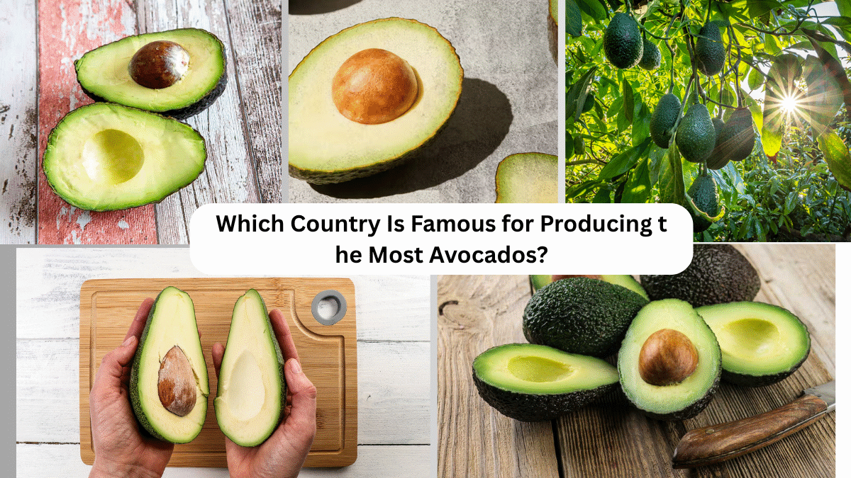 Which Country Is Famous for Producing the Most Avocados?