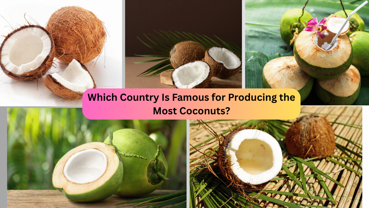 Which Country Is Famous for Producing the Most Coconuts?