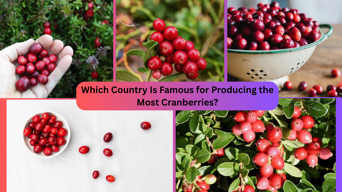 Which Country Is Famous for Producing the Most Cranberries?