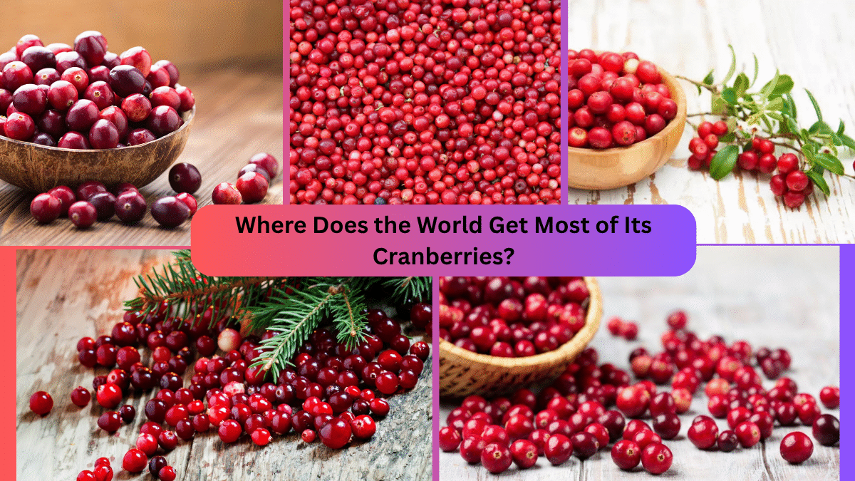Where Does the World Get Most of Its Cranberries?