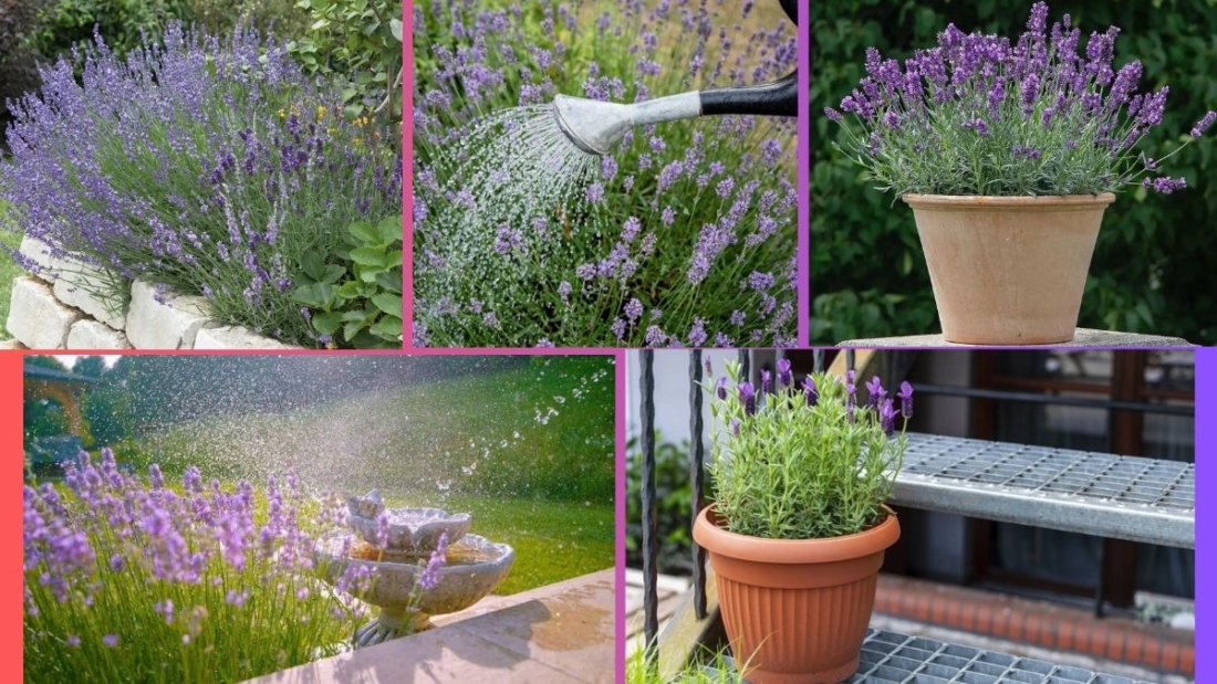 How Often Should You Water a Lavender Plant?