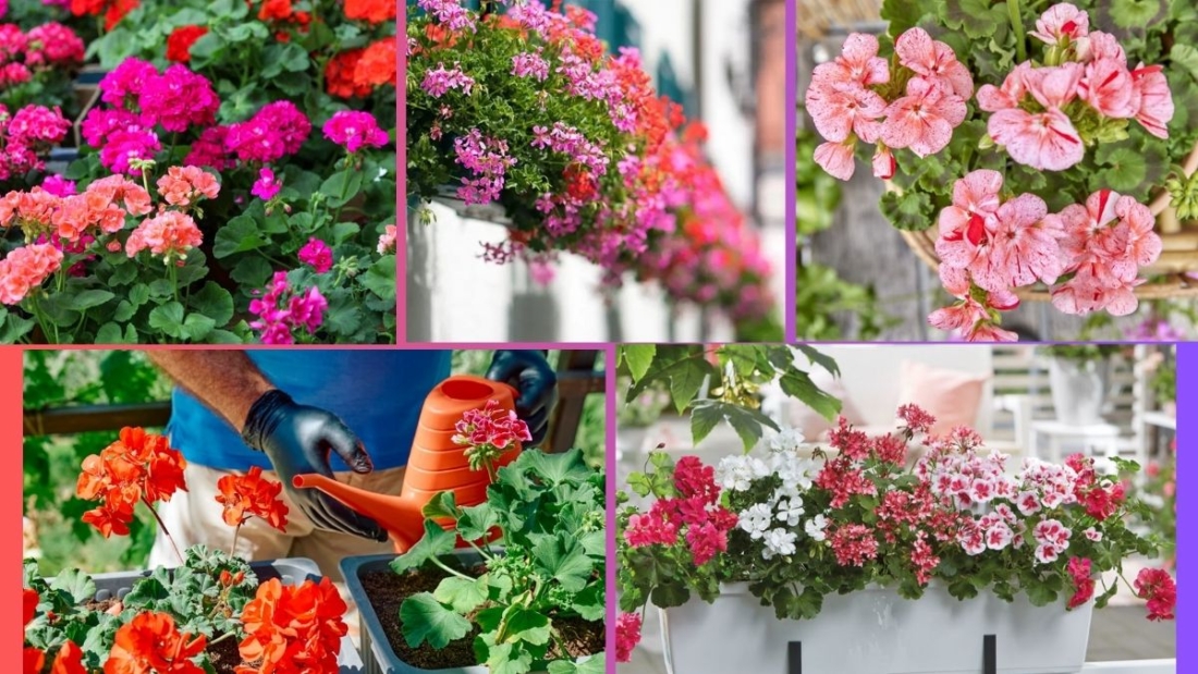 How Often Should You Water a Geranium?
