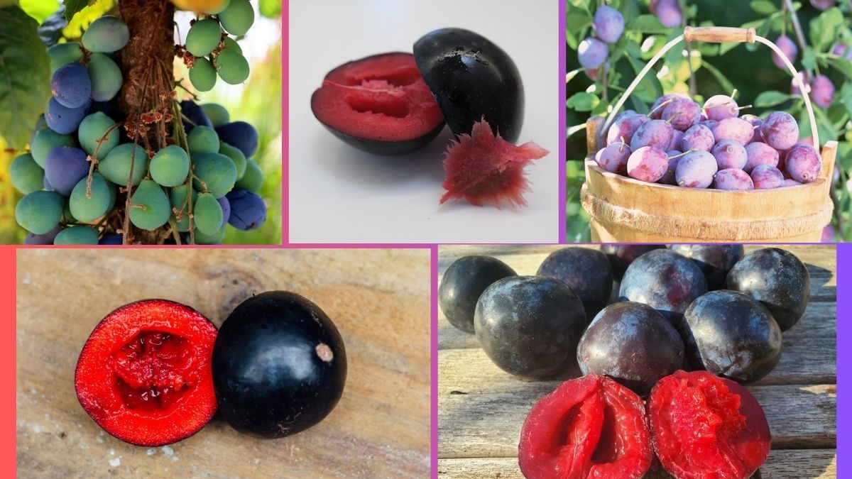 Which Country Is the Largest Davidson’s Plum Producer Globally?