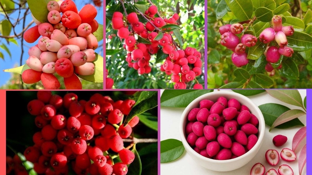 Which Country Is the Largest Riberry Producer Globally?