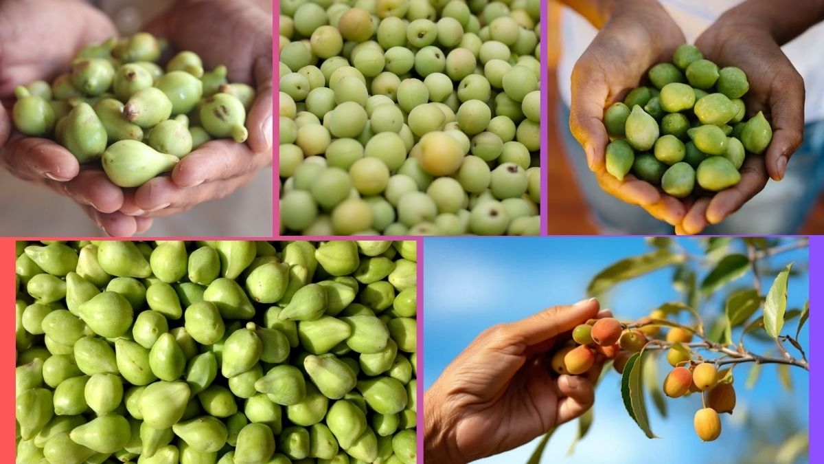 Which Country Is the Largest Kakadu Plum Producer Globally?