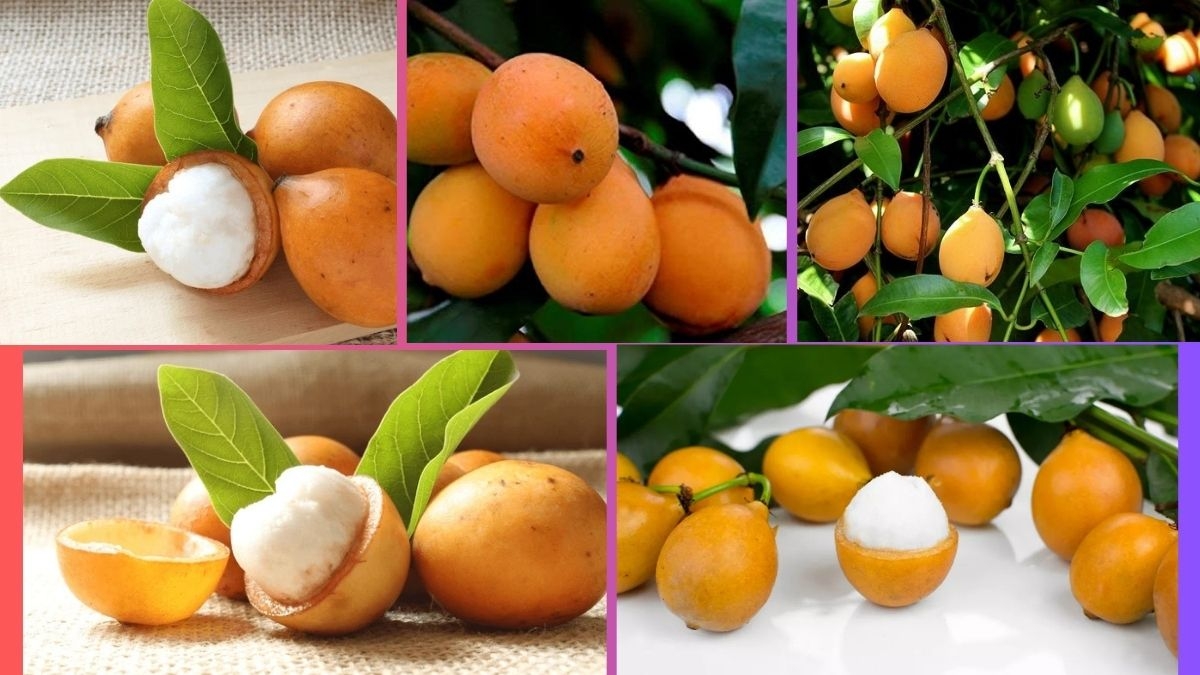 Which Country Is the Largest Achachairú Producer Globally?
