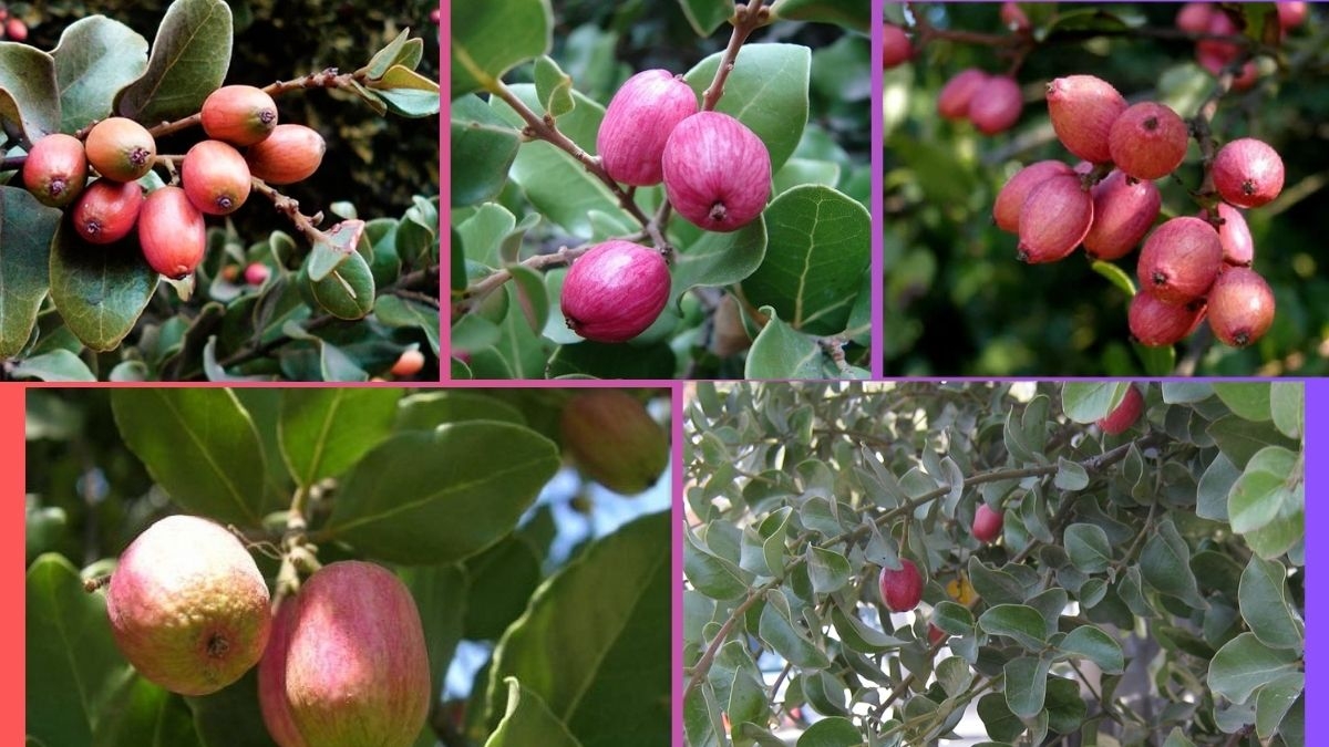 Which Country Is the Largest Peumo Producer Globally?