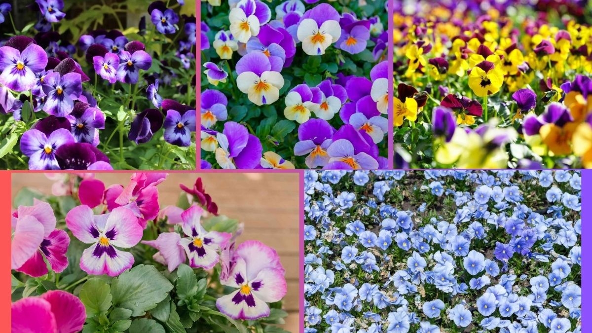 How Often Should You Water a Pansy