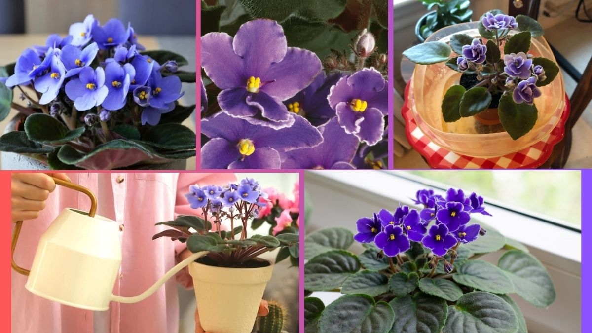 How Often Should You Water a Violet