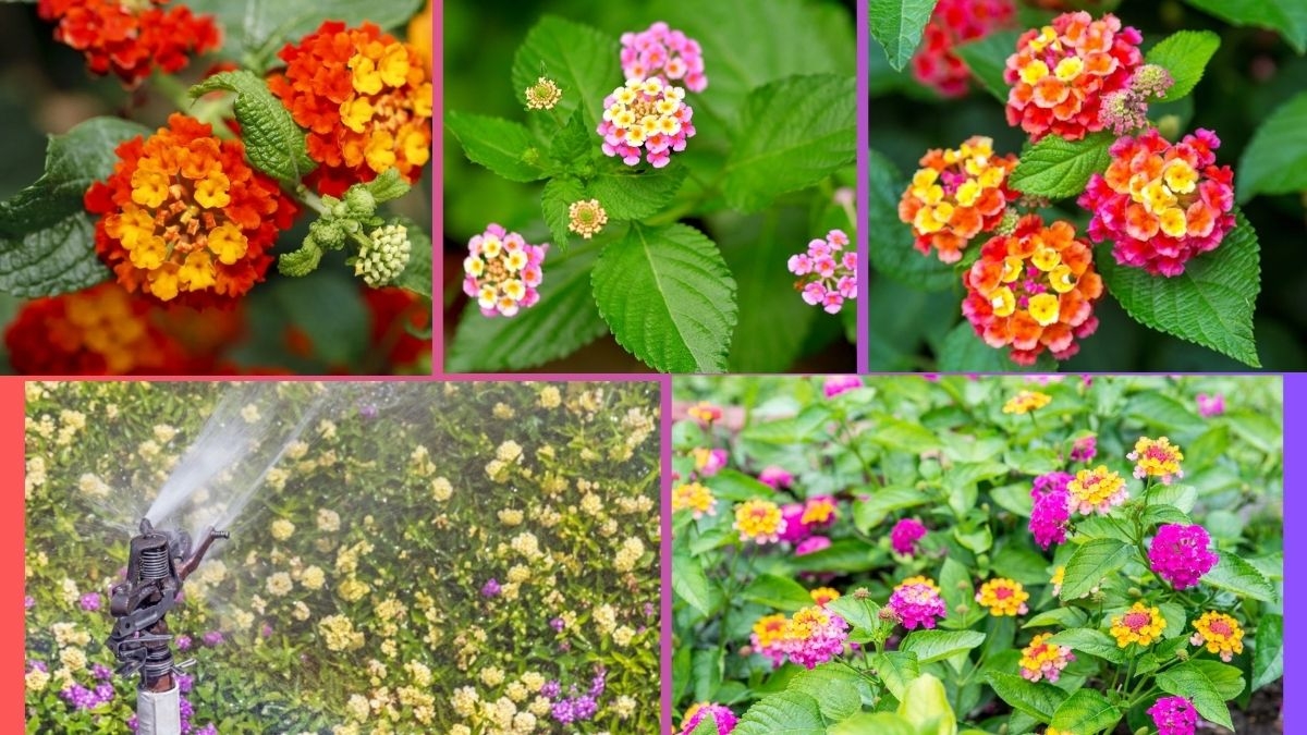 How Often Should You Water a Lantana