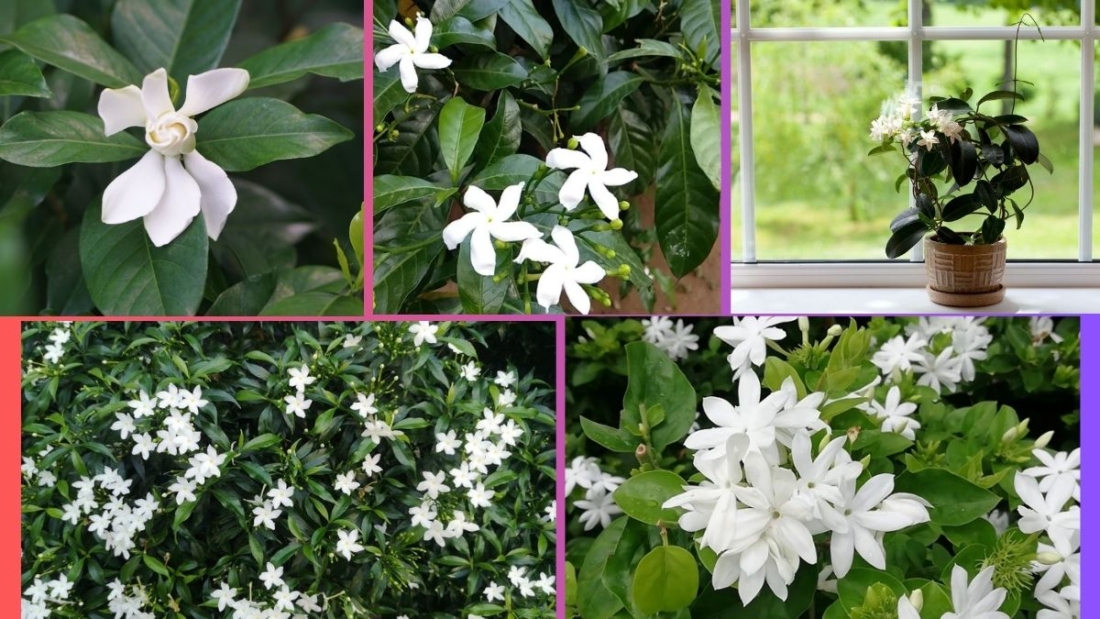 How Often Should You Water a Jasmine Plant