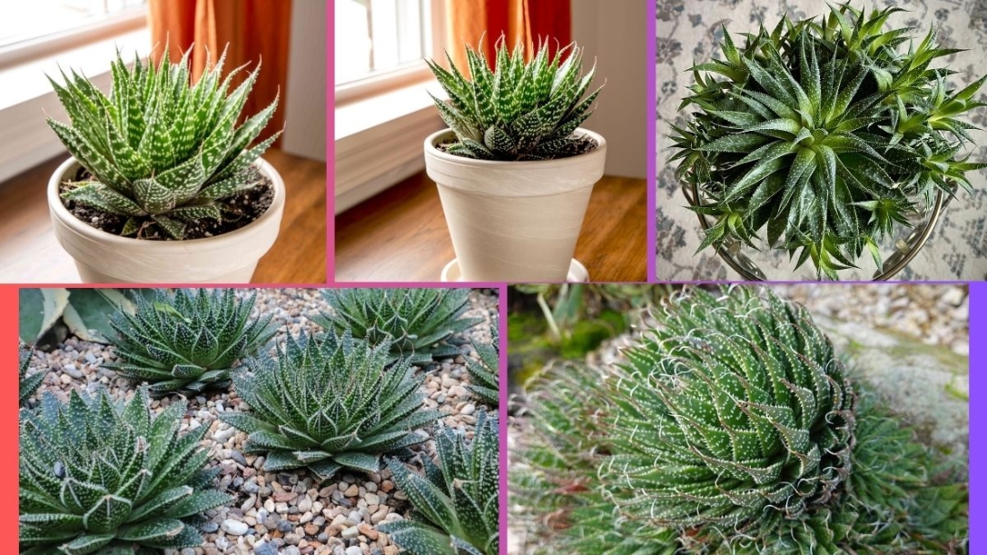 How Often Should You Water an Aloe aristata