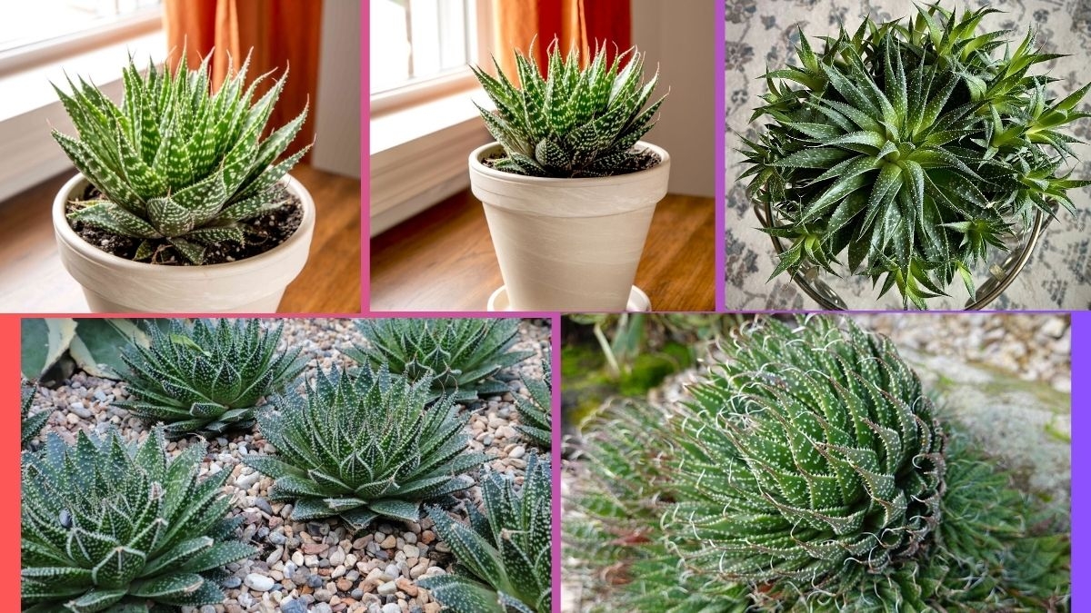 How Often Should You Water an Aloe aristata
