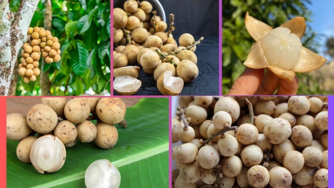 Which Country Is the Largest Langsat Producer Globally?