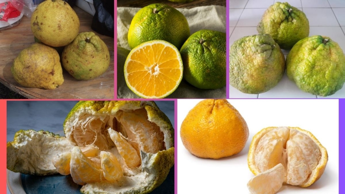 Which Country Is the Largest Ugli Fruit Producer Globally?