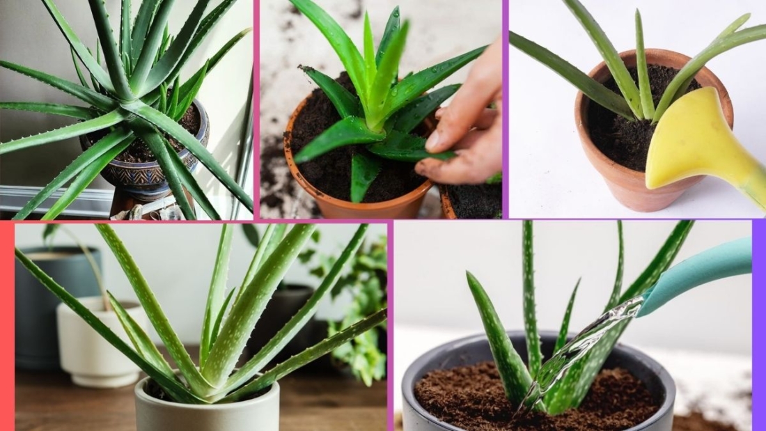 How Often Should You Water an Aloe Vera Plant?