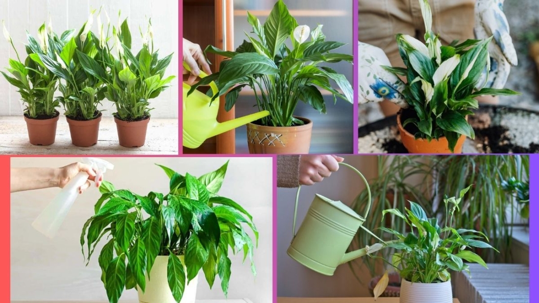 How Often Should You Water a Peace Lily?