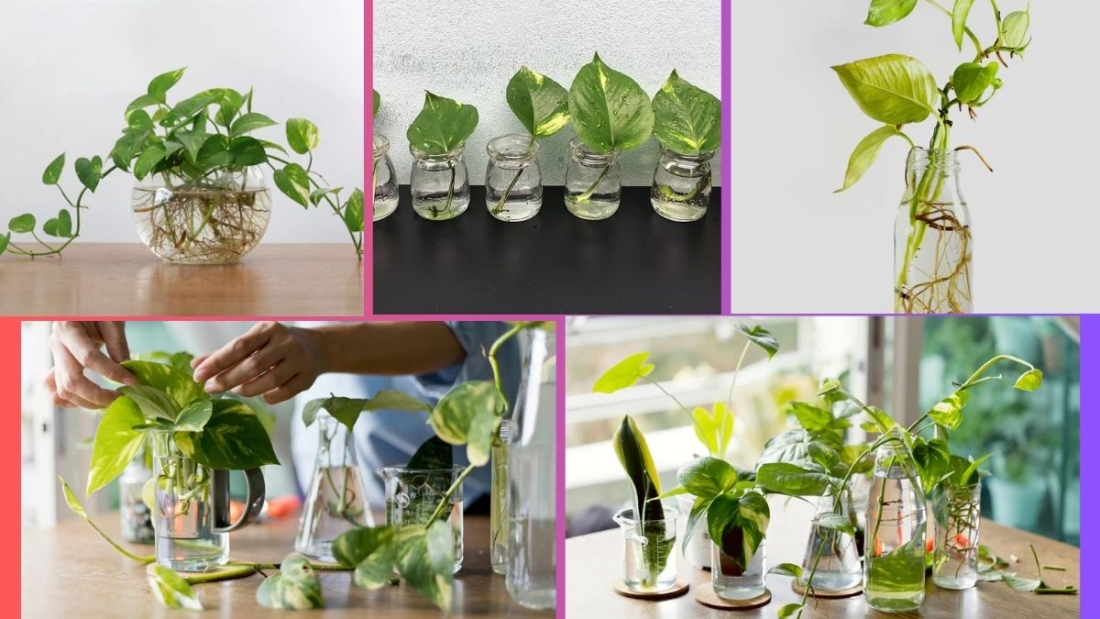 How Often Should You Water a Money Plant?