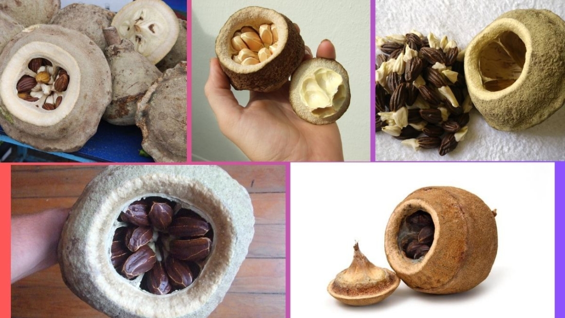 Which Country Is the Largest Sapucaia Nut Fruit Producer Globally?