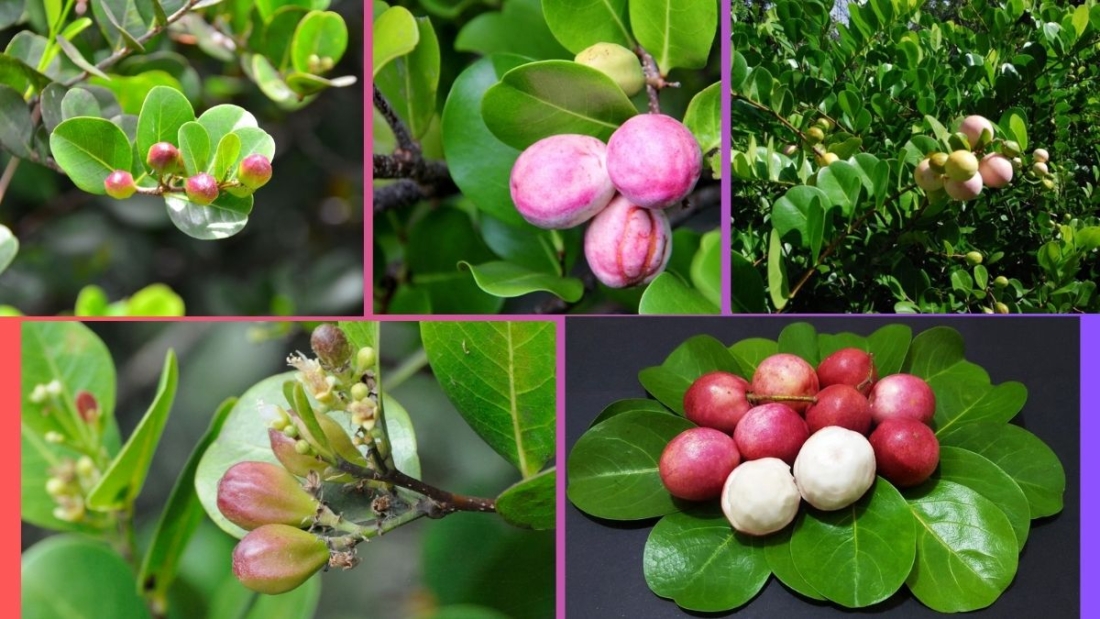 Which Country Is the Largest Cocoplum Producer Globally?