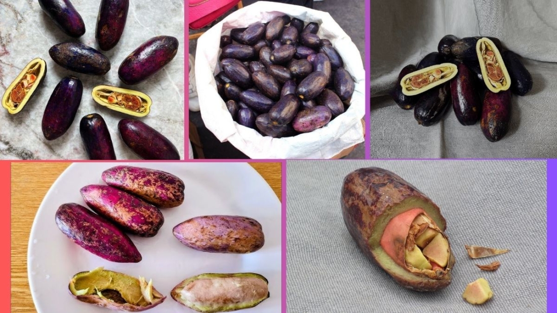 Which Country Is the Largest Safou Producer Globally?