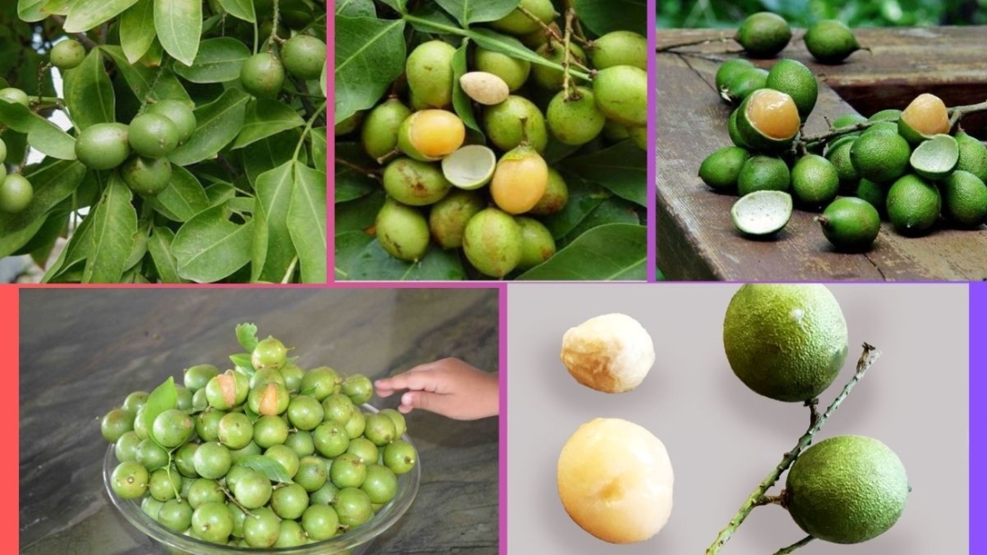 Which Country Is the Largest Genip Producer Globally?