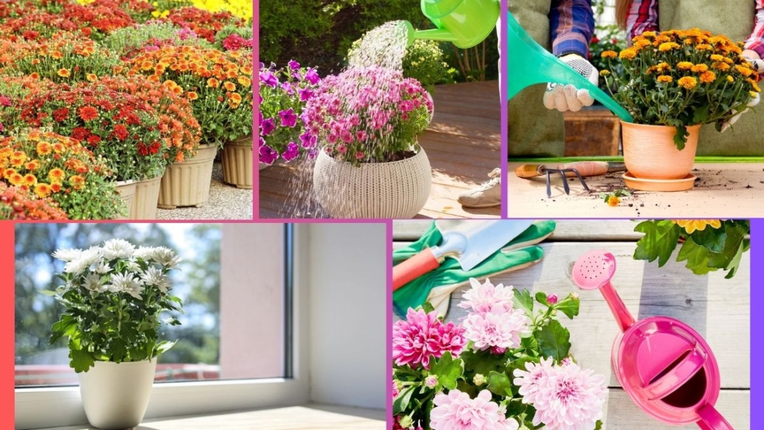How Often Should You Water a Chrysanthemum?