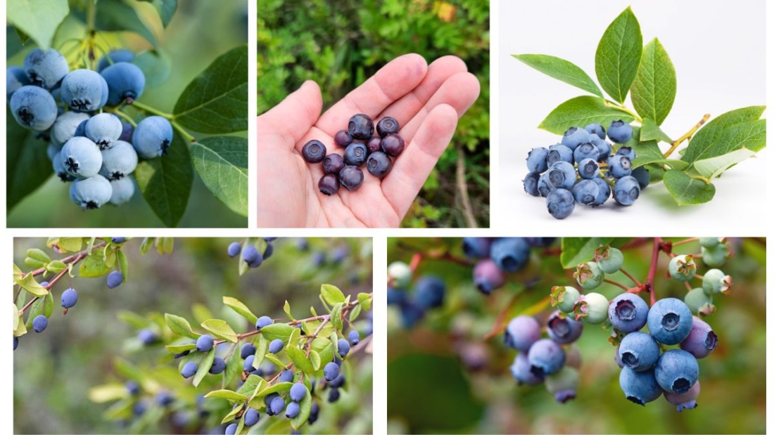 Which Country Is the Largest Huckleberry Producer Globally