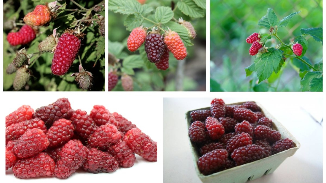 Which Country Is the Largest Tayberry Producer Globally