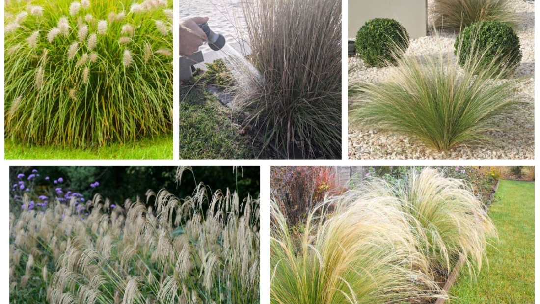 How Often Should You Water an Ornamental Grass