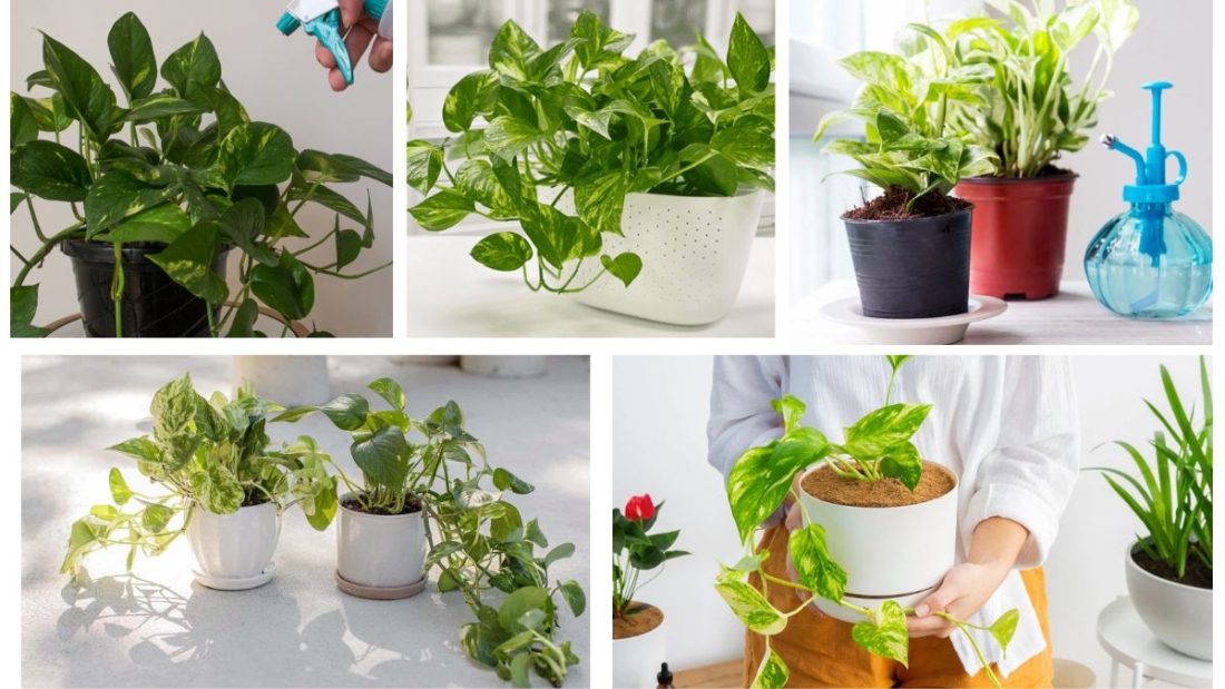 What Is the Ideal Watering Schedule for Pothos?