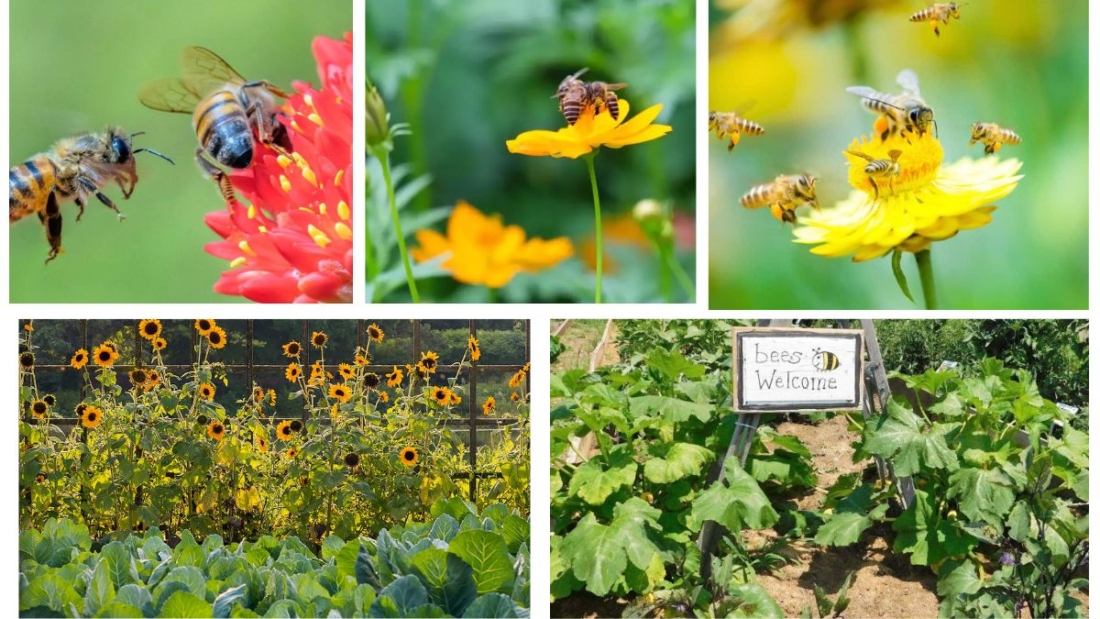 Why Are Bees Important for Your Vegetable Garden?