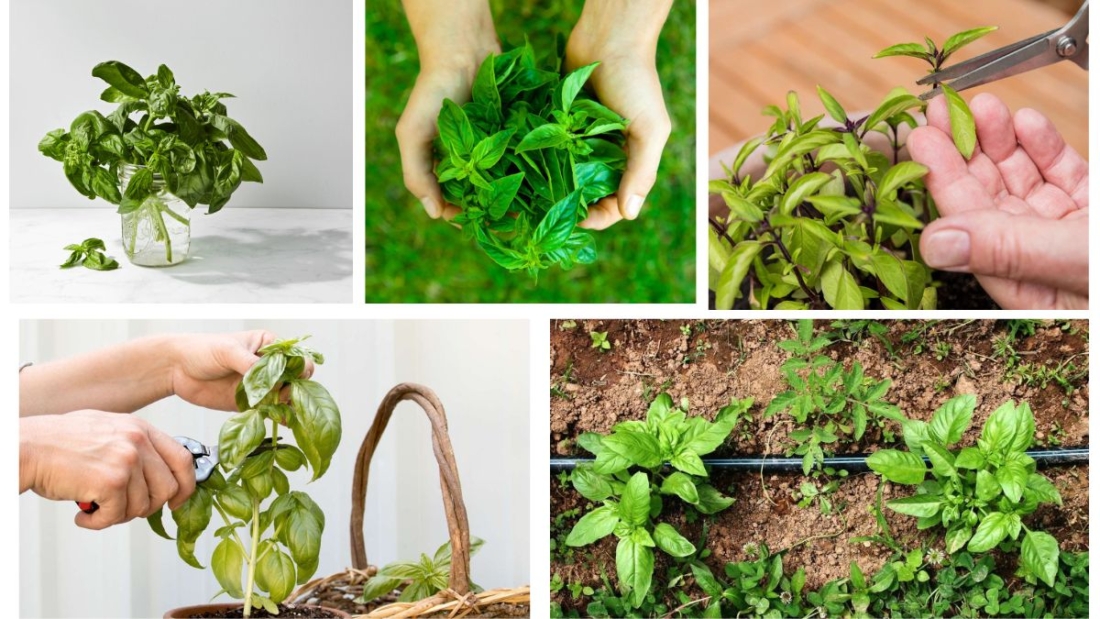 When Should You Harvest Basil for Maximum Flavor?