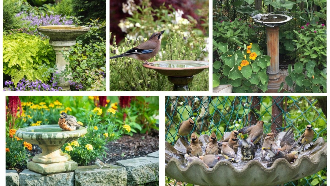 Where Should You Place a Birdbath in the Garden?