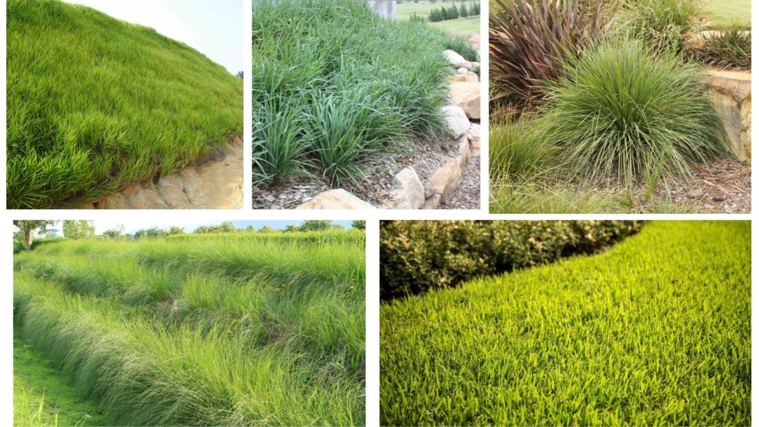 Which Grasses Work Best for Erosion Control?