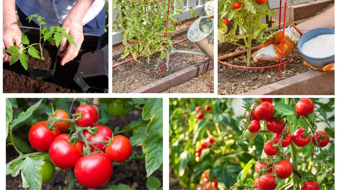 How much Epsom Salt Can You Add to Tomato Plants?