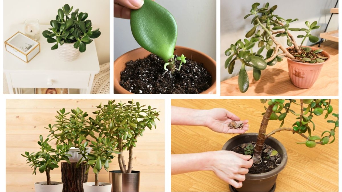 How Old Can a Jade Plant Get Indoors?