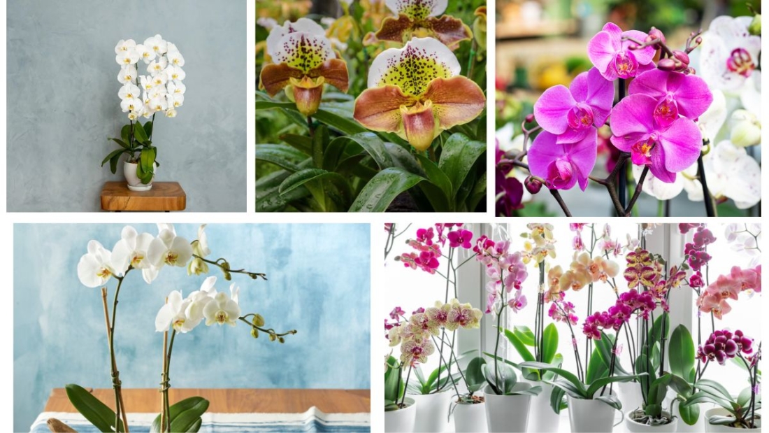 How to Make Your Orchid Bloom Again