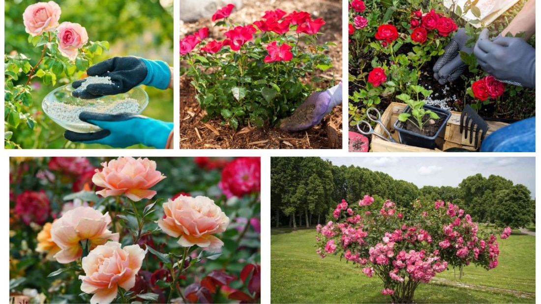 How many Times Should You Fertilize a Rose Plant?