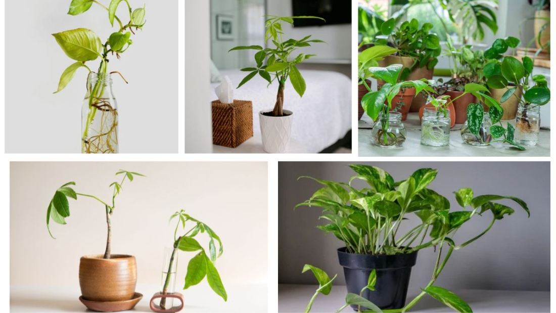 How Long Does It Take for a Money Plant Cutting to Root in Water?