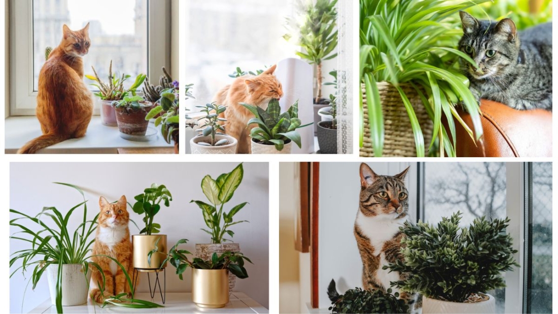 Which Houseplants Are Toxic to Cats?