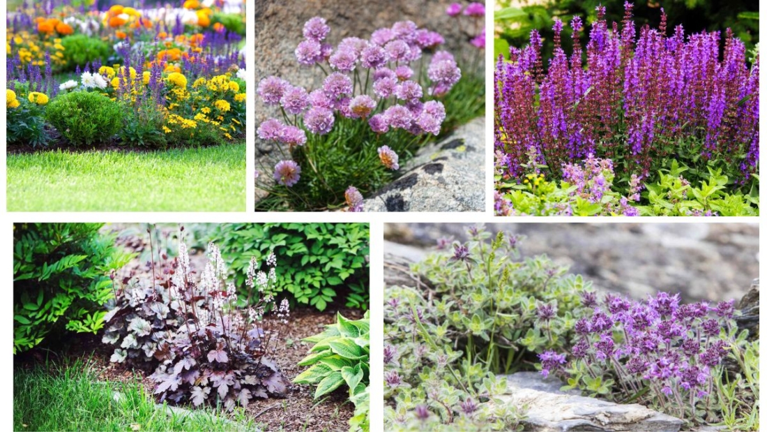 What Are the Best Low-Growing Perennials?