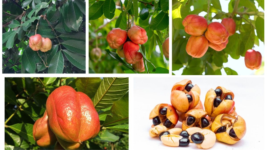 Which Country Is the Leading Ackee Producer in the World?