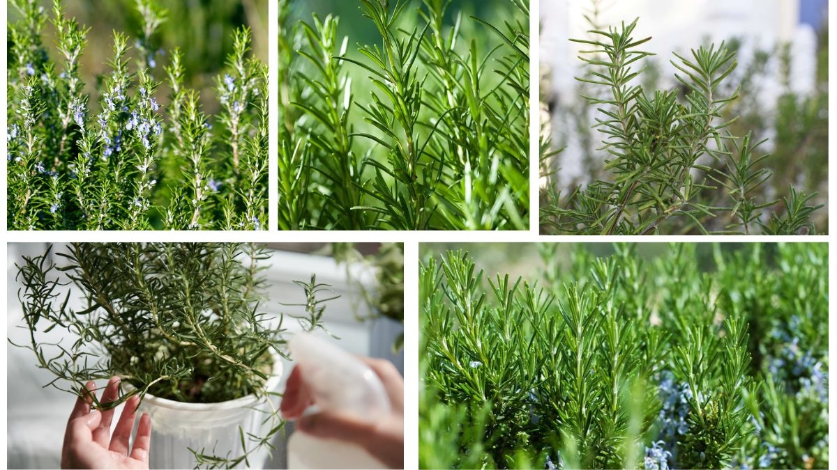 How Often Should You Water a Rosemary Plant?